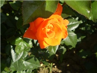 72cde1ef-Picture 2576.jpg
